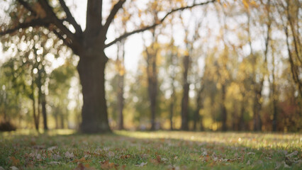 Wall Mural - background of autumn park with fallen leaves