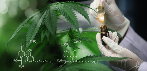 scientist analyzing a biological and ecological hemp plant used for herbal pharmaceutical cbd oil an