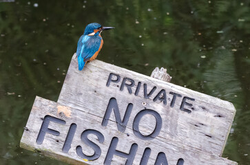 Aufkleber - A male kingfisher is perched overlooking a pool. It is on an old wooden sign saying private, no fishing
