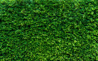 Wall Mural - small green leaves in hedge wall texture background. closeup green hedge plant in garden. eco evergr