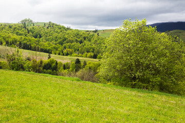 Wall Mural - beautiful rural scenery in spring. landscape in the carpathian mountains with fresh green meadows an