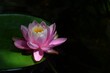Piękna, samotna biało-różowa lilia wodna na liściu, w światłach i cieniach