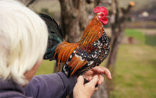 Small Bantam Chicken Rooster With Bright Red Comb And Green Tail, Posing On Older Unrecognizable White Hair Woman Arm