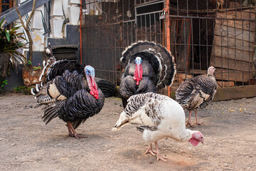 Group of trukeys walking on yard in front of house, cages for poultry at background