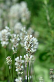 Fototapeta  - Common lavender