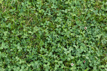 Wall Mural - environment and insect friendly green clover lawn background