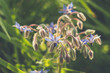 kwitnący ogórecznik lekarski (Borago officinalis)