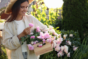 Wall Mural - Young woman holding crate with beautiful tea roses in garden, closeup