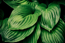 Green Leaves Background. Large Green Hosta Leaves Close Up In Sunlight. Creative Abstract Nature. Selective Focus.