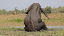 A Bull Big Elephant Mud Rolling