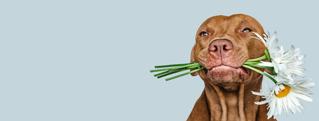 Lovable, pretty brown puppy and bright flowers. Closeup, indoors. Studio shot. Congratulations for family, relatives, loved ones, friends and colleagues. Pets care concept