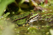 ein grüner wasserfrosch sitzt im wasser gut getarnt zwischen pflanzen und algern, rana und oder polyphylax esculenta