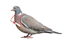 Carrier Pigeon Carrying And Delivering Mail Message