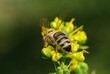 Pszczoła z bliska