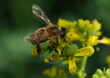 Pszczoła z bliska