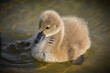 baby duck swimming in pond lake