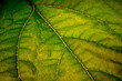 Green leaf zoom in macro shot