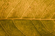 washed out leaf close up macro shot
