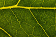 Dark green leaf close up macro shot