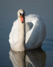 Swan On The Lake