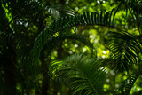 Fototapeta  - Green coconut palm tree leaf in tropical summer forest
