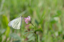 Close-up Of A Butterfly With Closed Wings. The Yellow "Lesser Cabbage White" (Pieris Rapae), Perched On A Wild Clover Flower.