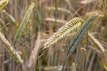 An ear of rye 