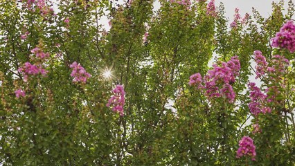 Wall Mural - Sunbeams among the flowering branches