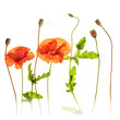 Poppy Generations, seeds, buds, flower, leaves, seed heads