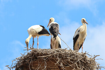 Weißstorch