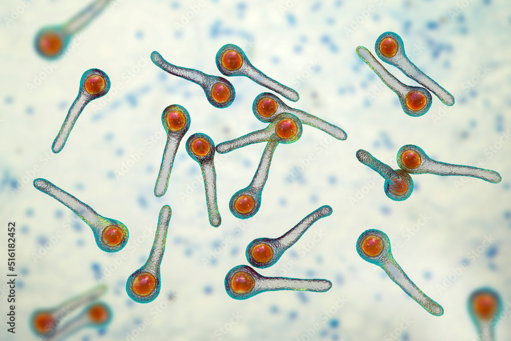 Clostridium tetani bacteria Stock Illustration | Adobe Stock