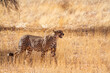 Cheetah stalking in dry savannah in Kgalagadi transfrontier park, South Africa ; Specie Acinonyx jubatus family of Felidae