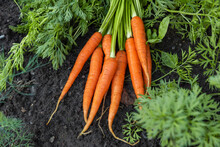 Fresh Harvesting Carrots On The Ground In Vegetable Garden. Organic Vegetables. Healthy Vegan Food. Gardening Concept