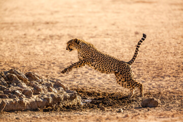 Wall Mural - Cheetah jumping in waterhole in Kgalagadi transfrontier park, South Africa ; Specie Acinonyx jubatus family of Felidae