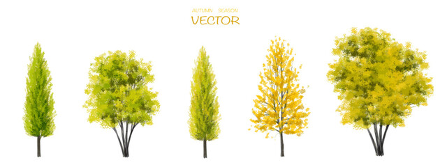 Vector watercolor autumn tree side view isolated on white background for landscape and architecture drawing, elements for environment or and garden,botanical elements for section 