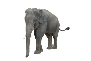 Fototapete - Elephant isolated on white background.
