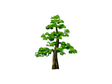 Redwood Tree Vector Illustration, The Tallest Tree In The World. Sequoiadendron Giganteum Plant Logo.
