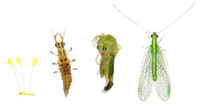 Green Lacewing (Neuroptera: Chrysopidae). Development Stages - Egg, Larva, Pupa, Adult. Isolated On A White Background