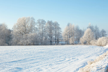 Wall Mural - beautiful sunny  winter landscape with hoarfrost