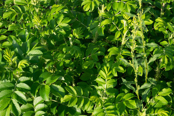 green leaves background