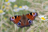 Motyl rusałka pawik na łące