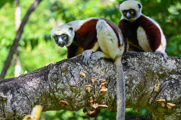 Wall Mural - Coquerel sifaka lemur (Propithecus coquereli) – jumps, Madagascar nature