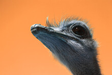 Photo Of A Funny Portrait Of An Ostrich