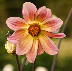 Sticker - Beautiful close-up of yellow-orange dahlia