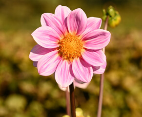 Sticker - Beautiful close-up of a pink dahlia