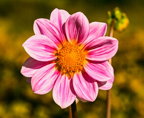 Sticker - Beautiful close-up of a pink dahlia