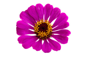 Sticker - zinnia flower isolated