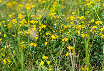 Poster - meadow flowers blooming in the meadow in summer