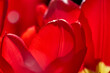Marvellous Red Tulips