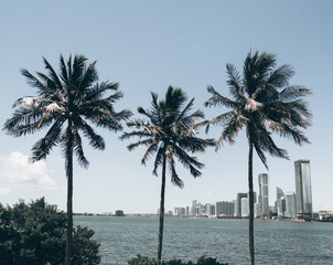 Wall Mural - palm trees at the beach MIAMI FLORIDA 